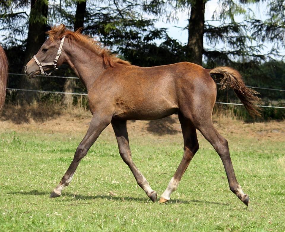 Arabisk fuldblod (OX) Taleb Zameel Ibn Finally billede 4