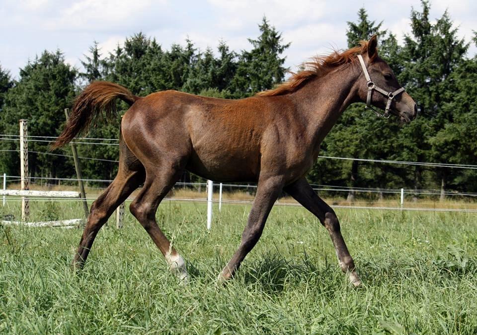 Arabisk fuldblod (OX) Taleb Zameel Ibn Finally billede 5