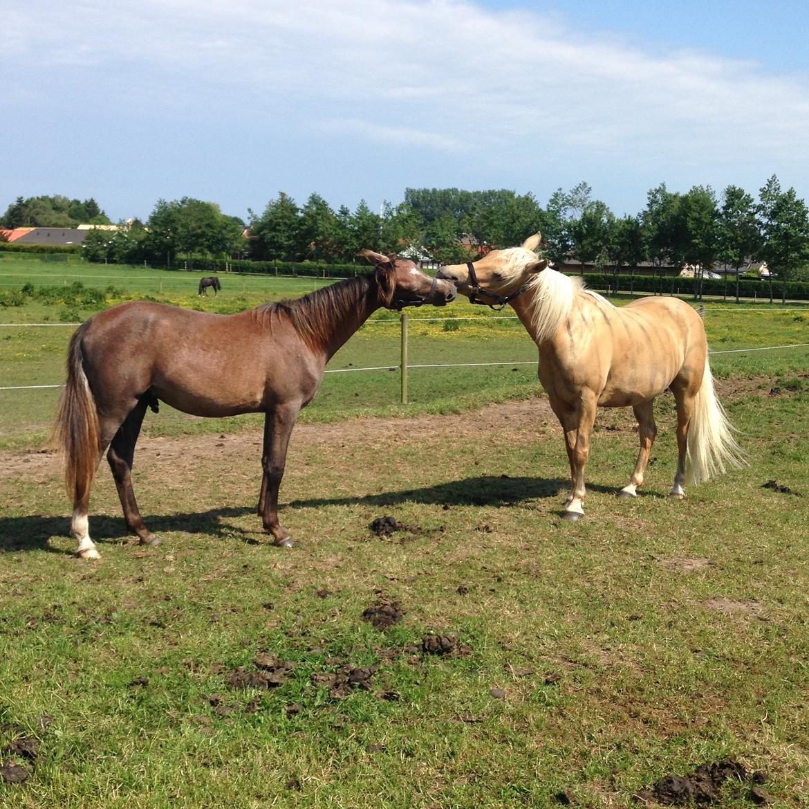 Arabisk fuldblod (OX) Taleb Zameel Ibn Finally billede 6