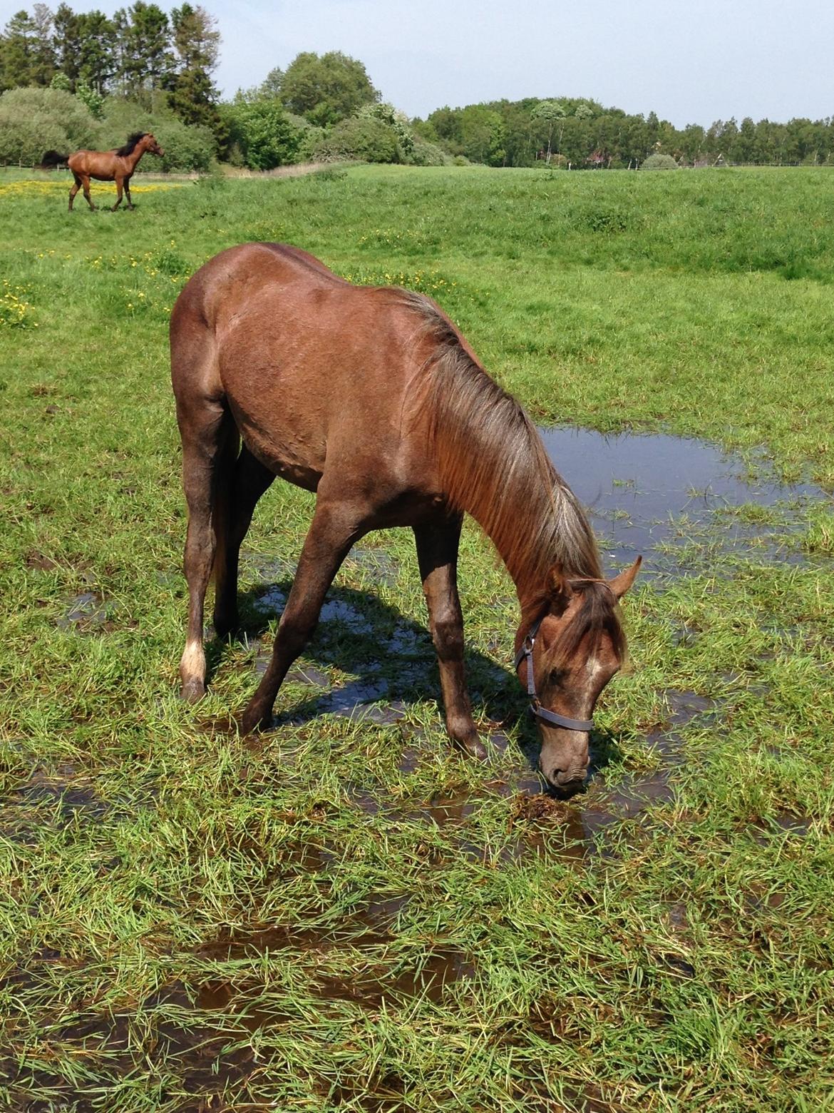 Arabisk fuldblod (OX) Taleb Zameel Ibn Finally billede 7