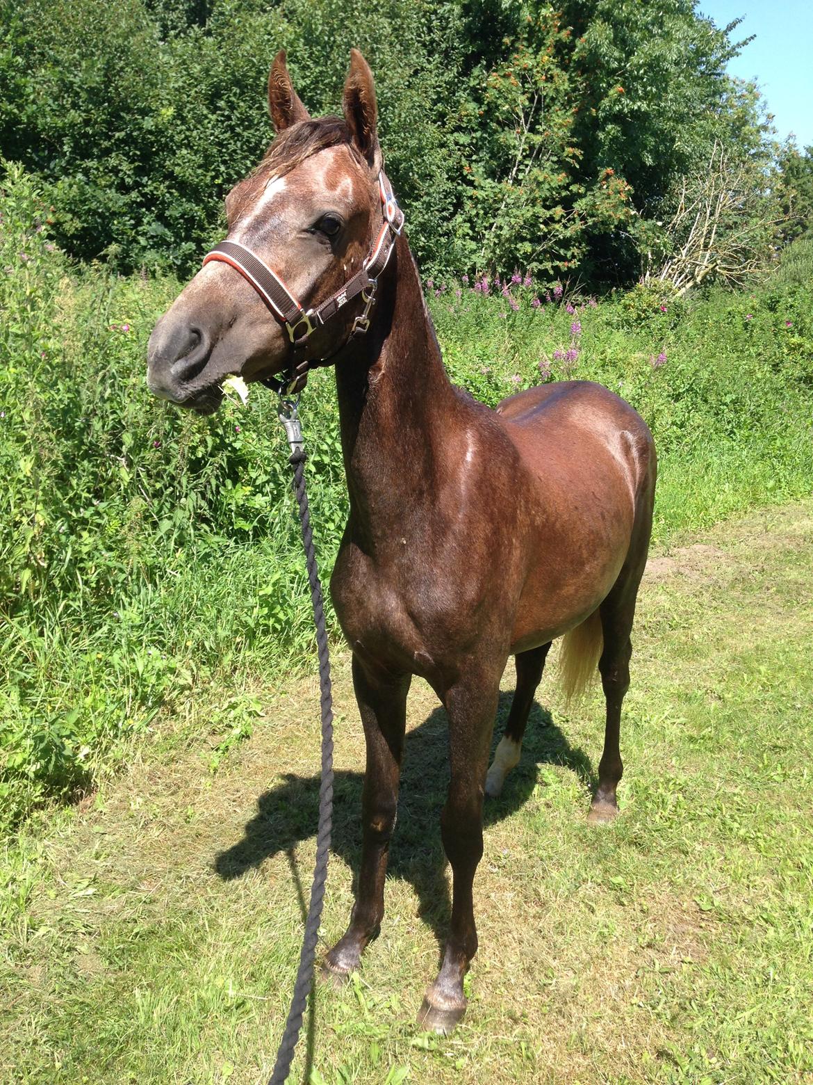 Arabisk fuldblod (OX) Taleb Zameel Ibn Finally billede 8