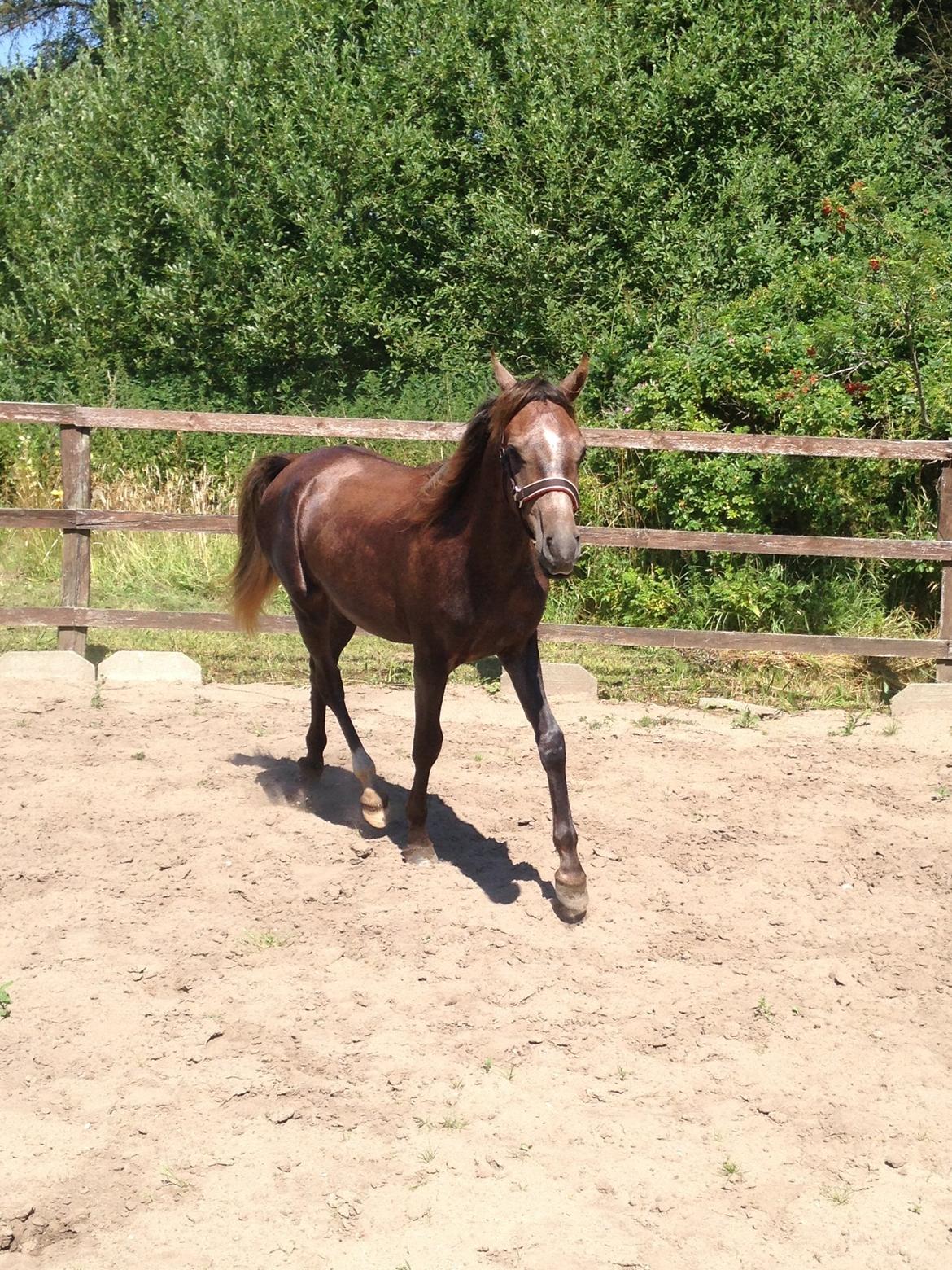 Arabisk fuldblod (OX) Taleb Zameel Ibn Finally billede 9