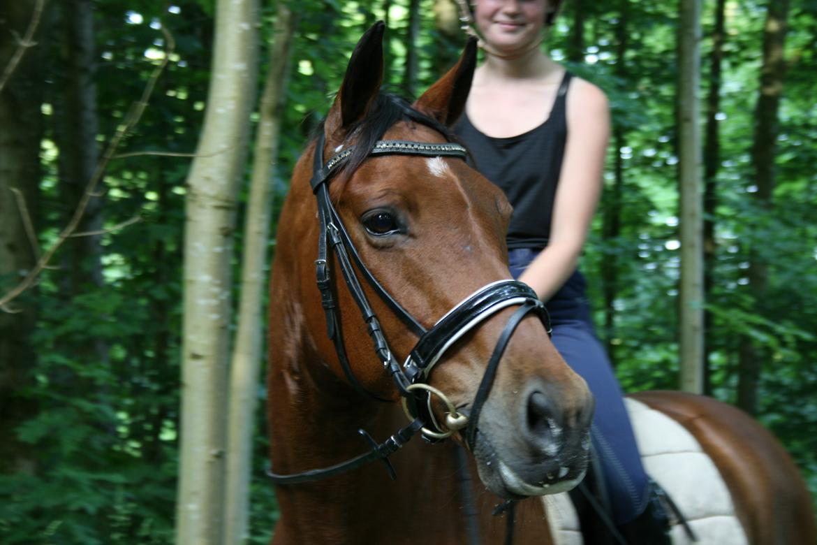 Dansk Varmblod Satchmo billede 16