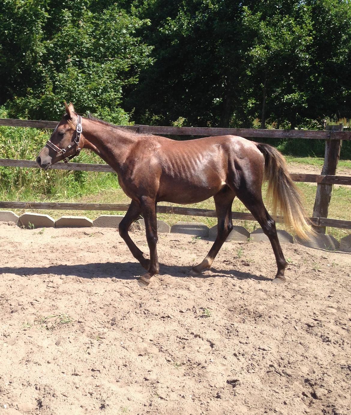 Arabisk fuldblod (OX) Taleb Zameel Ibn Finally billede 10