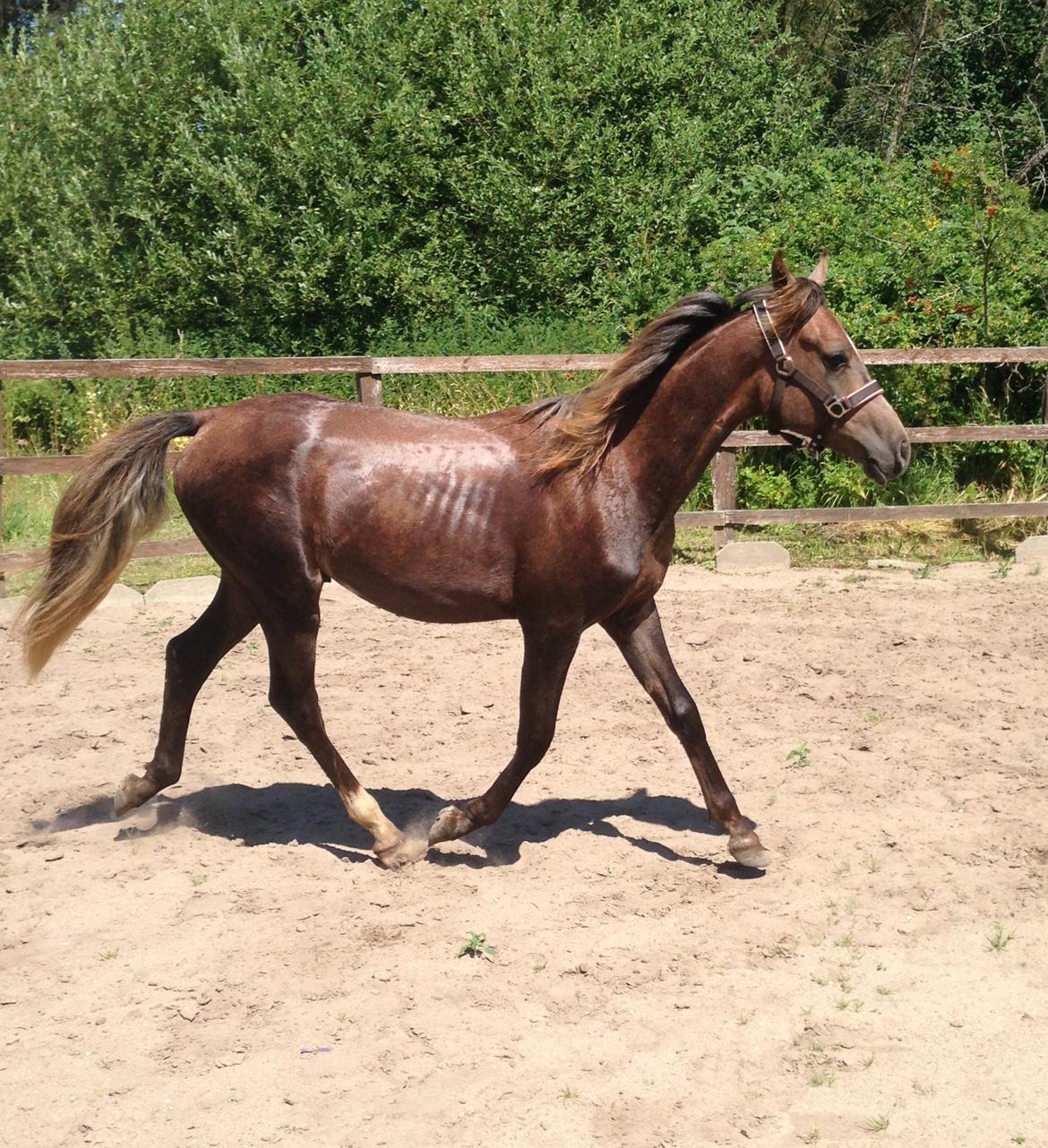 Arabisk fuldblod (OX) Taleb Zameel Ibn Finally billede 11