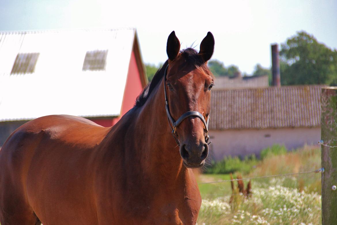 Dansk Varmblod Krogagers Cilla - Så smuk som den nu kan være! billede 22