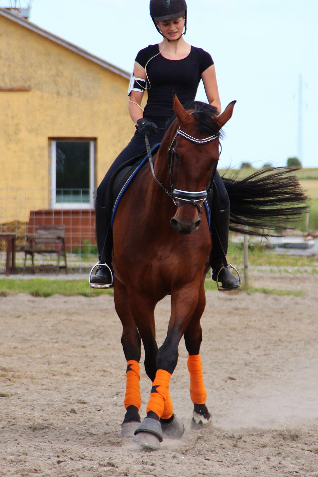 Dansk Varmblod Krogagers Cilla - Så pisse sej <3.  billede 5