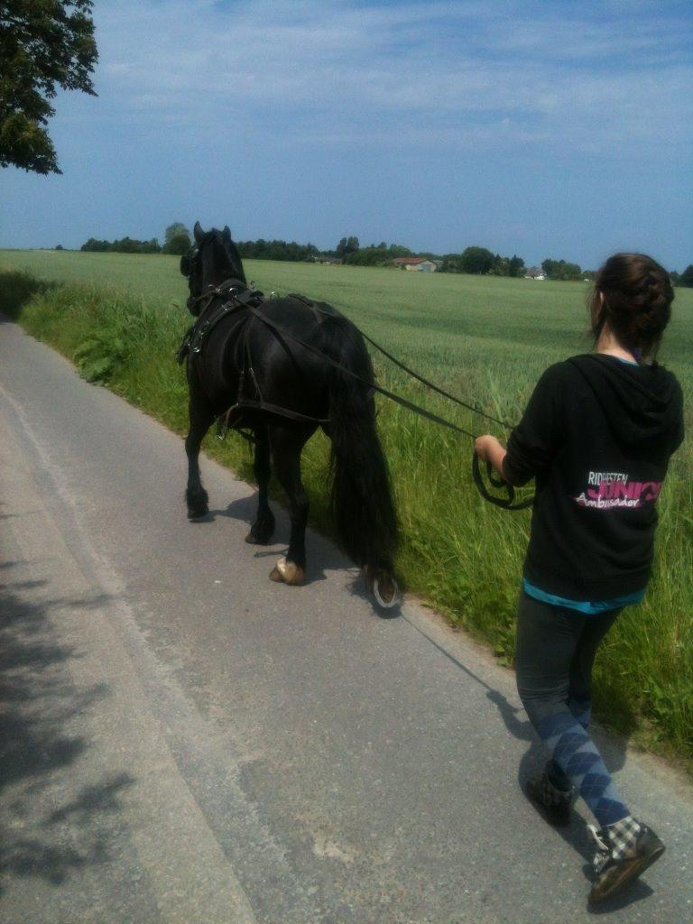 Welsh Cob (sec D) Låddenhøjs Bogart billede 1