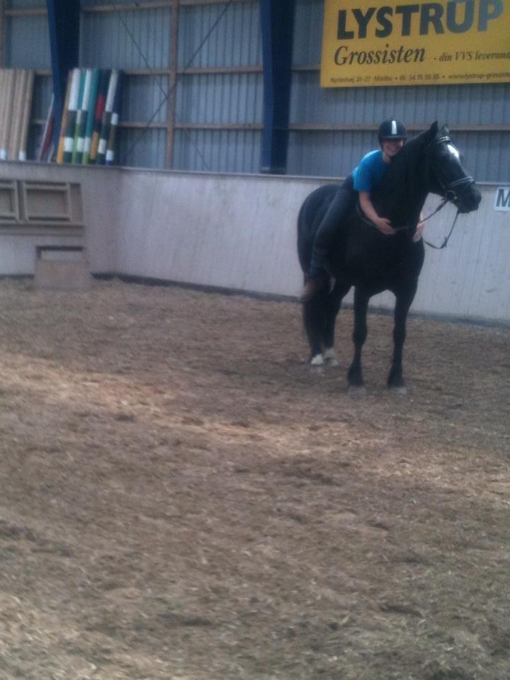 Welsh Cob (sec D) Låddenhøjs Bogart billede 2