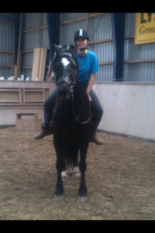 Welsh Cob (sec D) Låddenhøjs Bogart billede 3