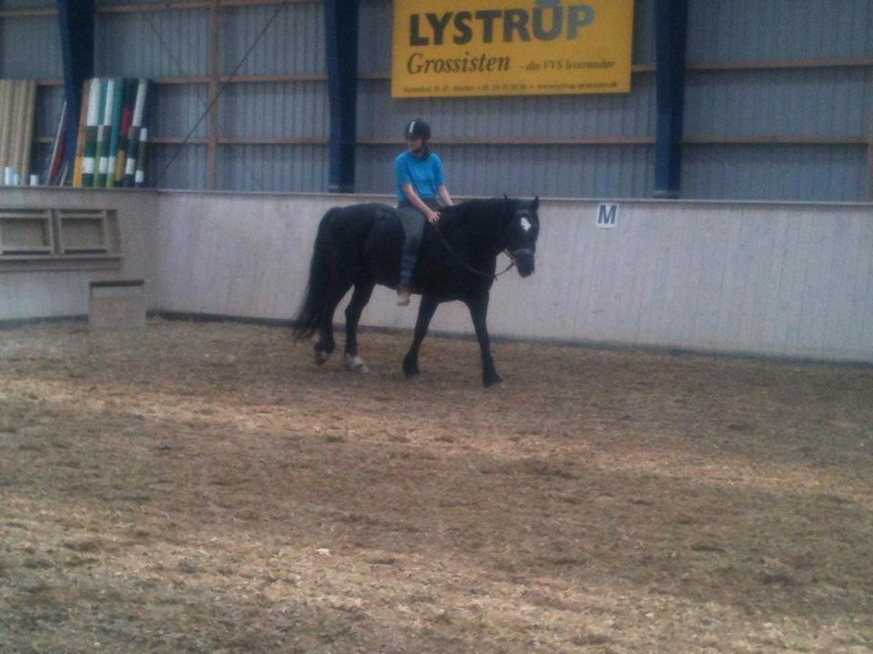 Welsh Cob (sec D) Låddenhøjs Bogart billede 5