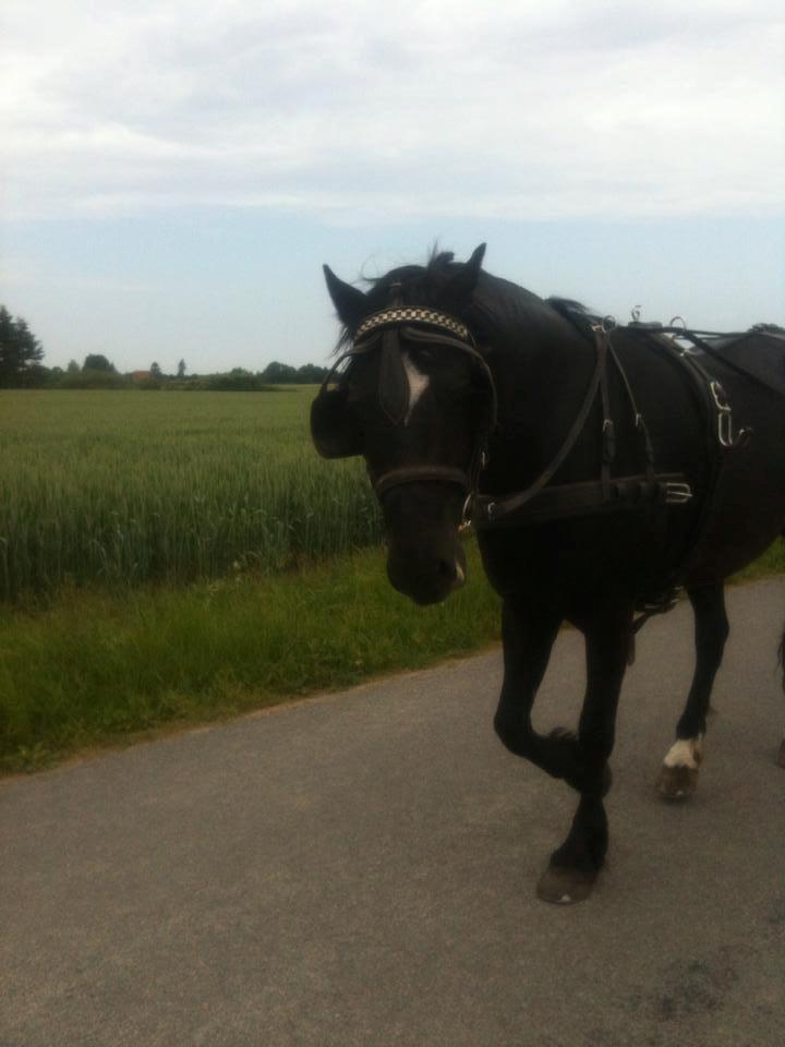 Welsh Cob (sec D) Låddenhøjs Bogart billede 6