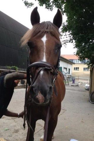 DSP Flying dutchmann  billede 5