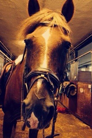 DSP Flying dutchmann  billede 7