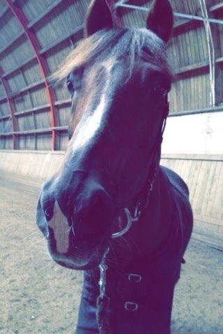 DSP Flying dutchmann  billede 12