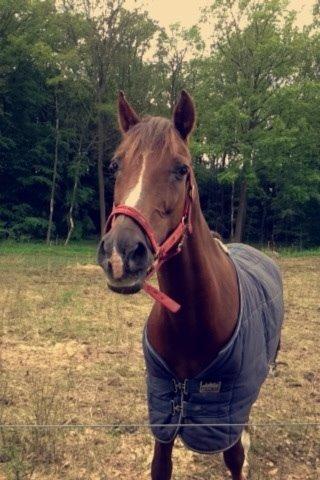 DSP Flying dutchmann  billede 15