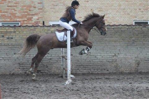 DSP Flying dutchmann  billede 18