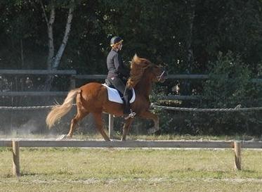 Islænder Kongur Fra Kongemosen billede 10