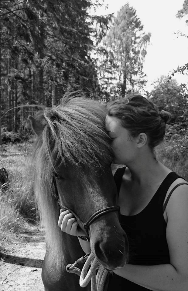 Islænder Kongur Fra Kongemosen billede 17