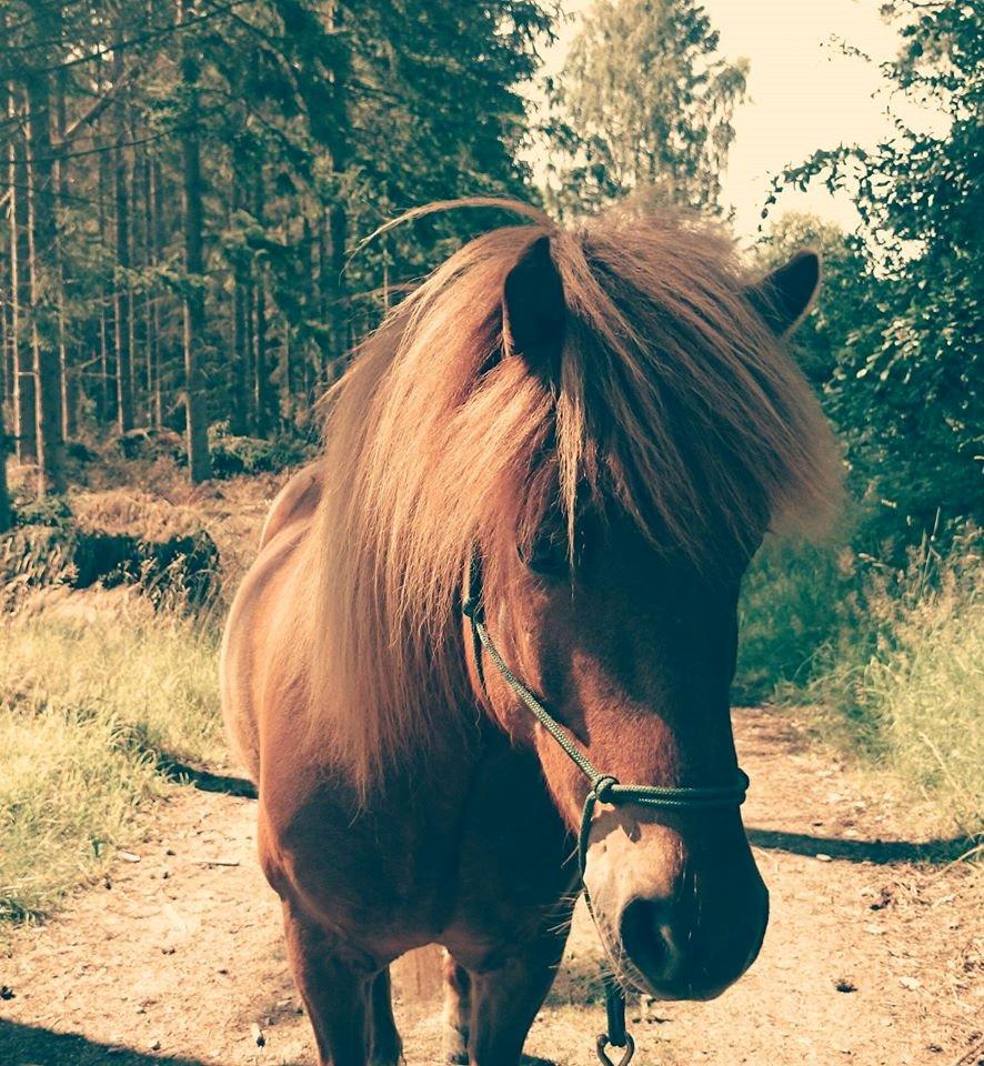 Islænder Kongur Fra Kongemosen billede 18