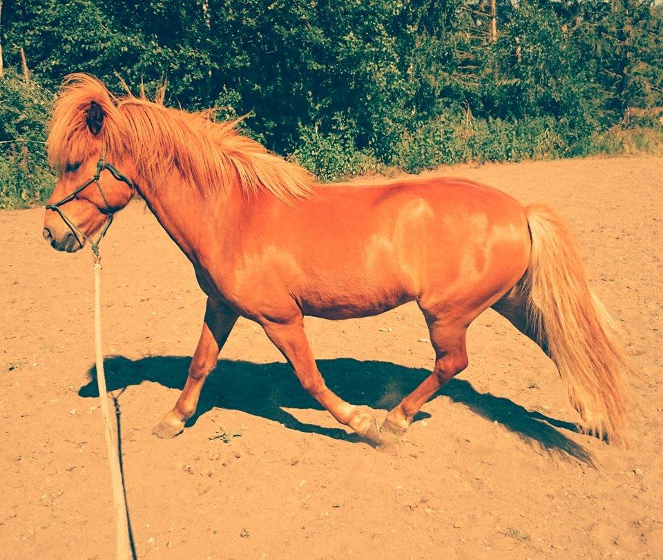 Islænder Kongur Fra Kongemosen billede 19