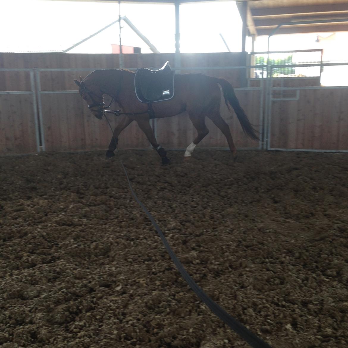 DSP Hedemands Choice billede 8