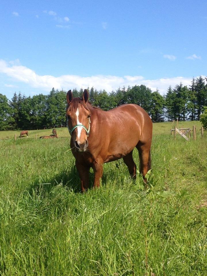 DSP Hedemands Choice billede 3