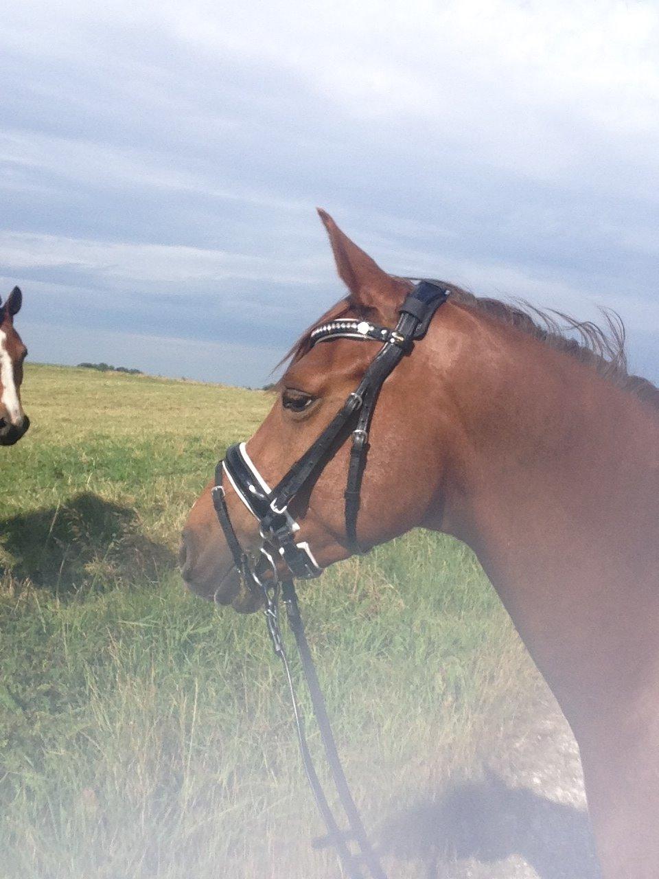 DSP Hedemands Choice billede 2