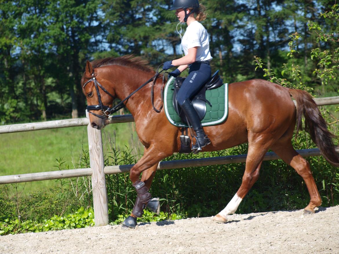 DSP Hedemands Choice billede 6