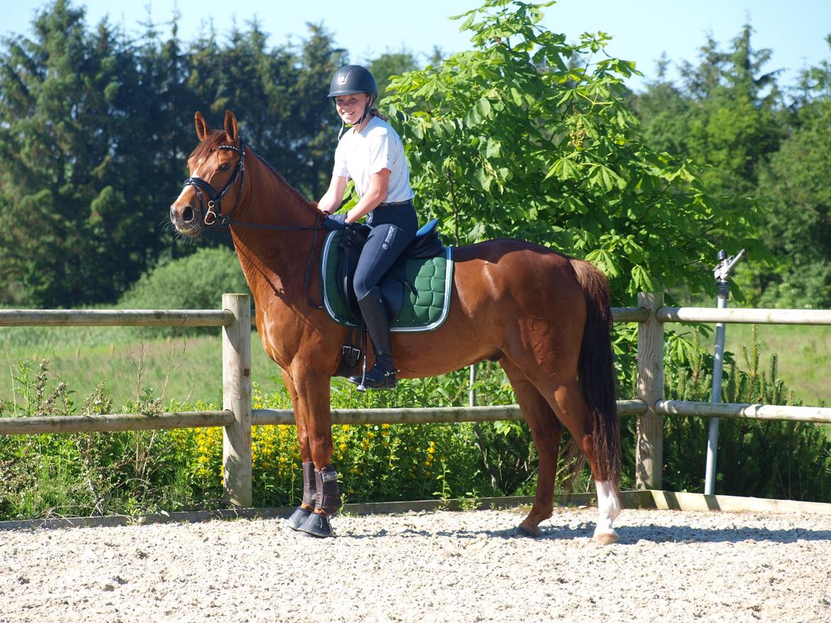 DSP Hedemands Choice billede 1