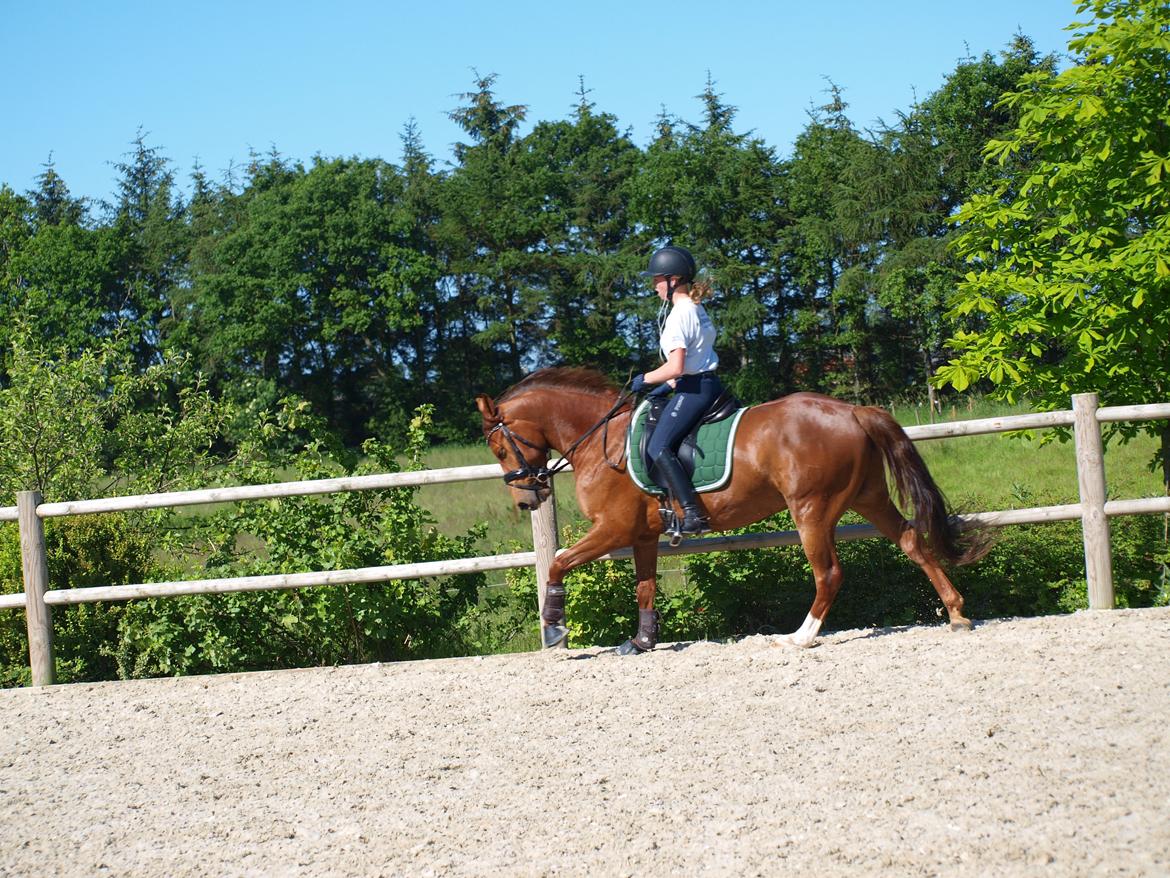 DSP Hedemands Choice billede 5