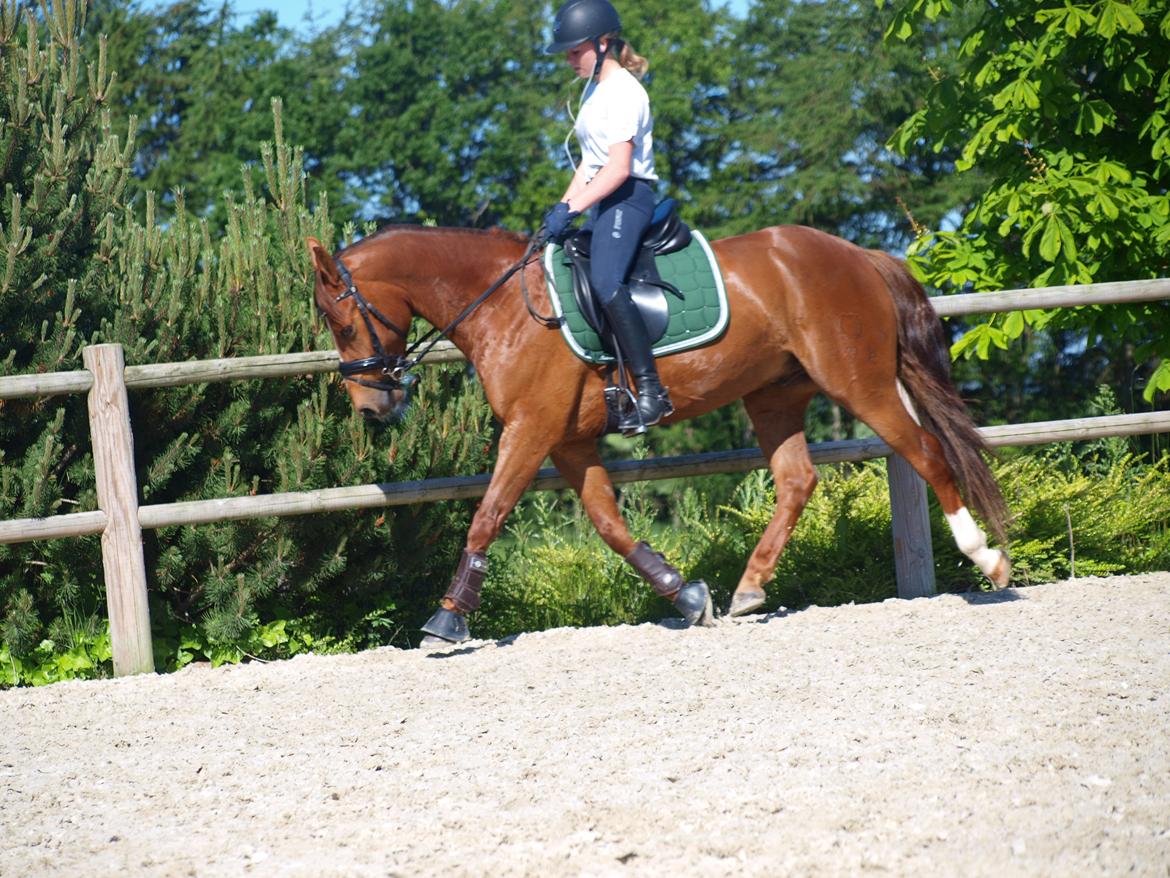 DSP Hedemands Choice billede 7