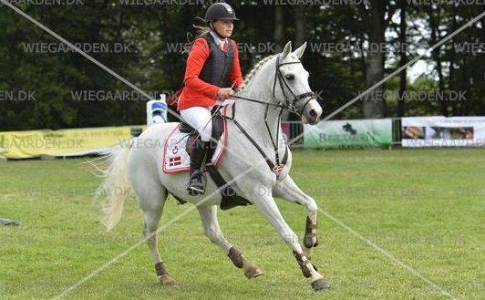 DSP Stald P.R. Bisse - Bækgaarden 2014 - MB* A og 2. plads billede 2