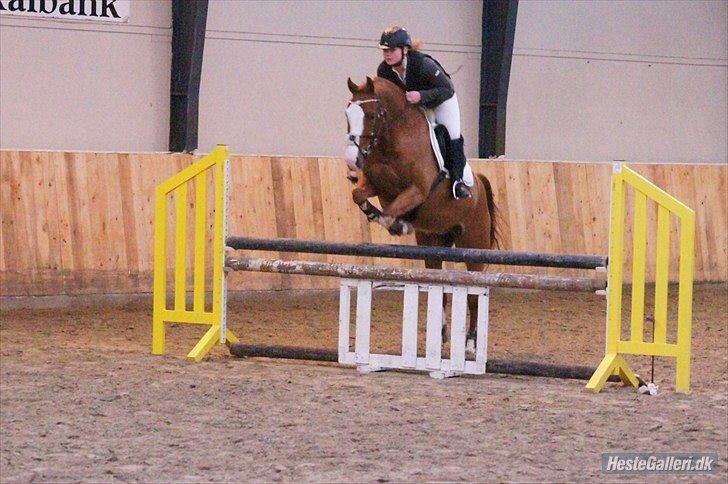 Welsh Partbred (Sec F) Indrino billede 11