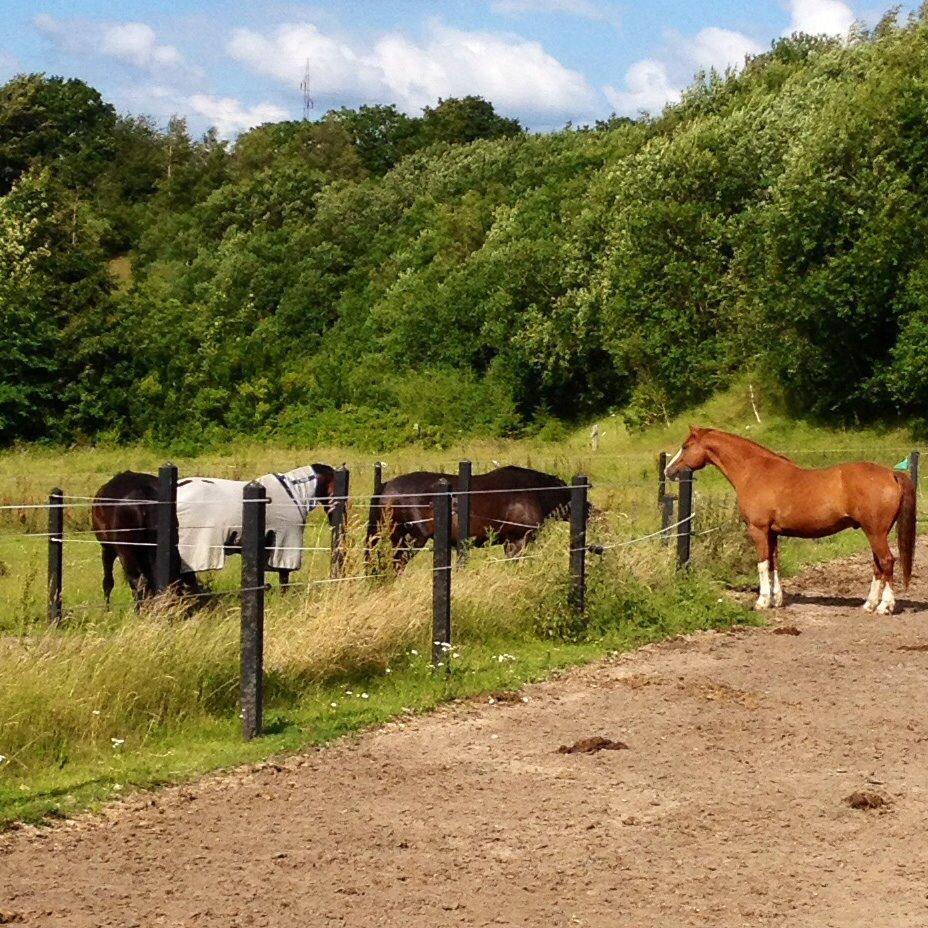 Welsh Partbred (Sec F) Indrino billede 12
