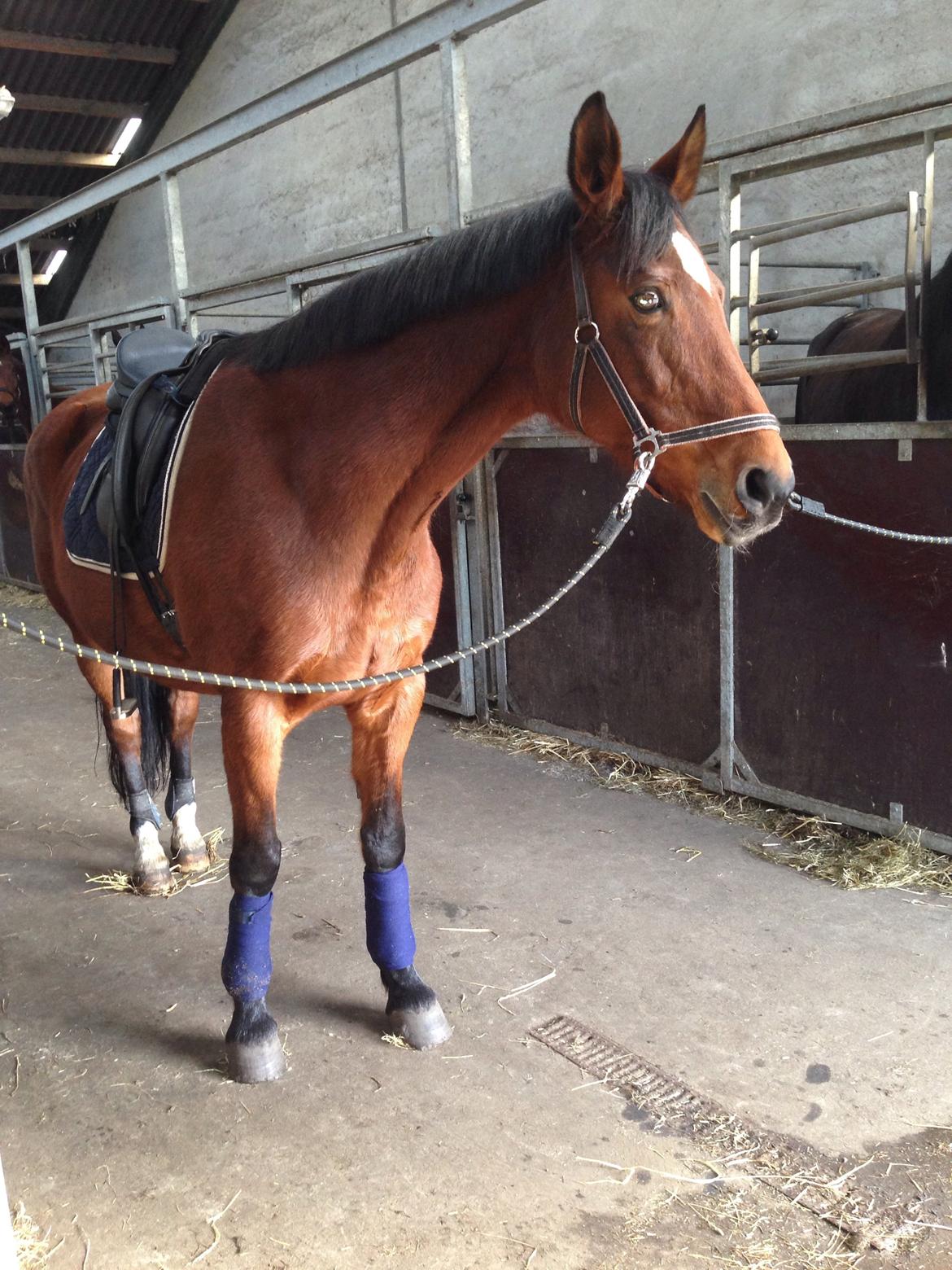 Dansk Varmblod Amanda billede 14