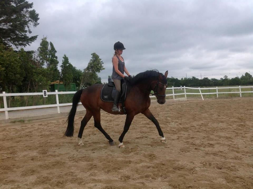 Dansk Varmblod Quanta La Mera Kilen - Min skønne hops, når den er lidt artig billede 12