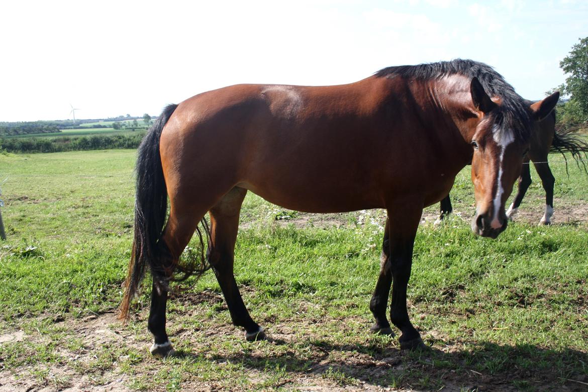 Anden særlig race Chanel billede 6