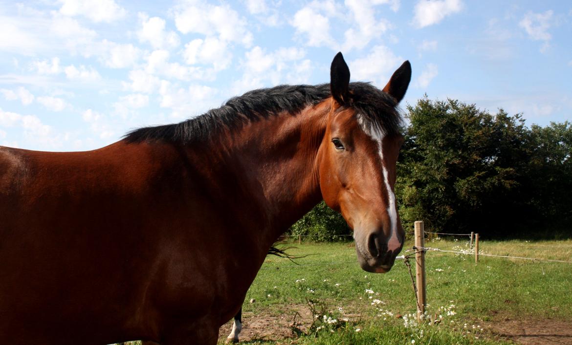 Anden særlig race Chanel billede 10