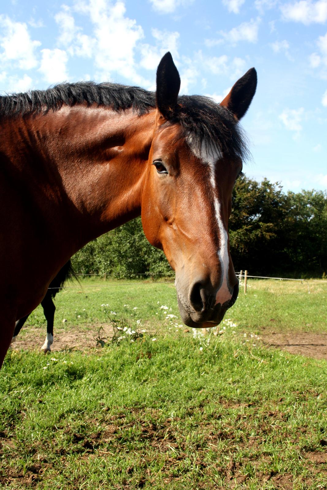 Anden særlig race Chanel billede 1