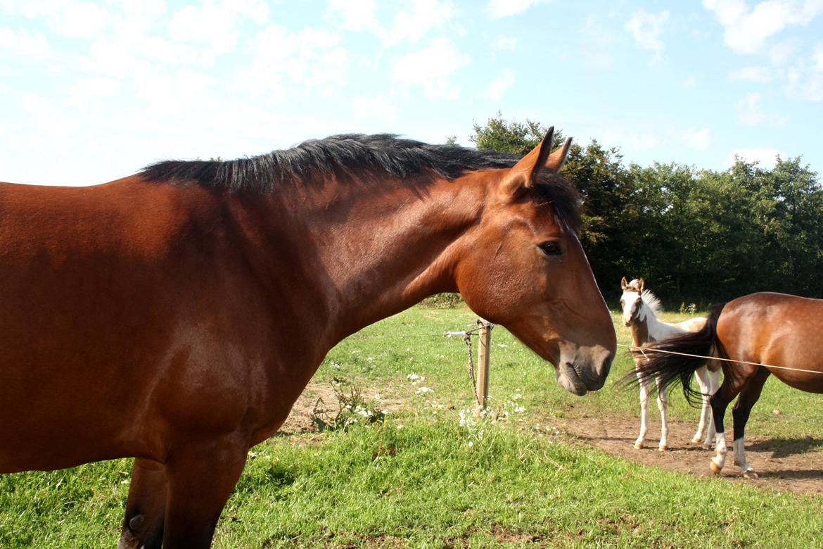 Anden særlig race Chanel billede 3