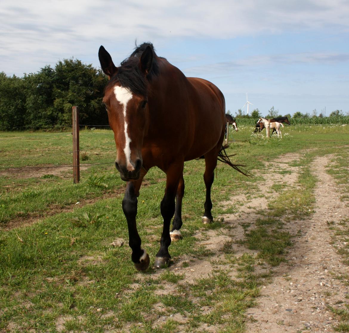 Anden særlig race Chanel billede 2