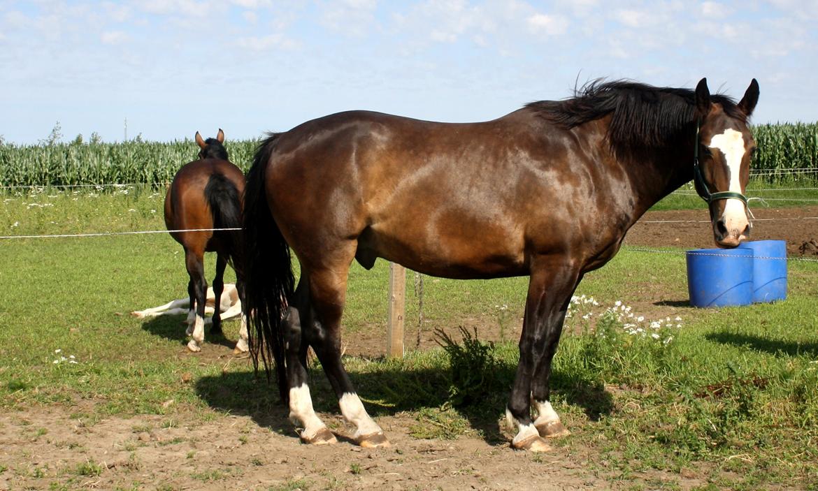 Oldenborg Lucas (SOLGT) billede 3