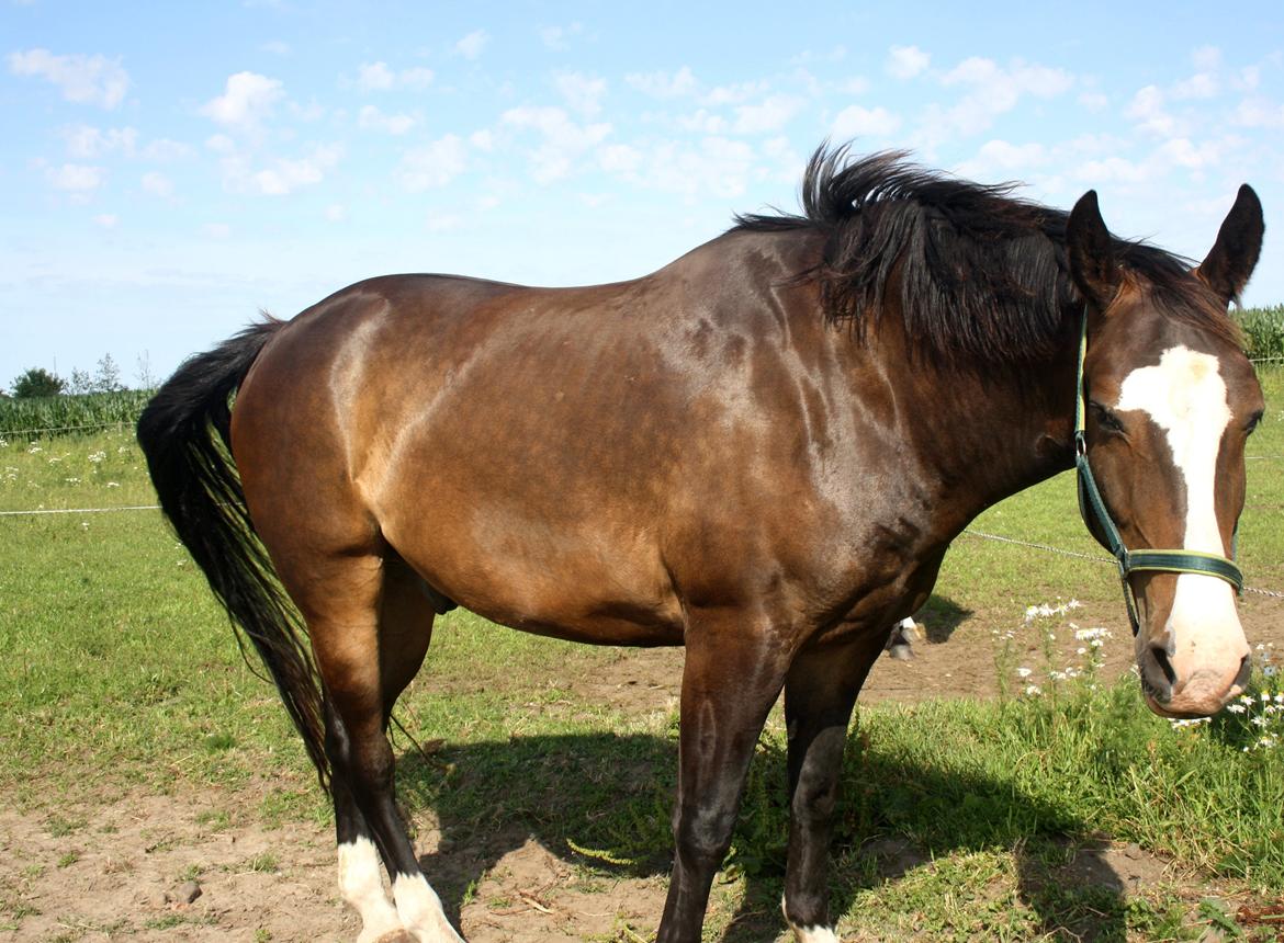 Oldenborg Lucas (SOLGT) billede 2