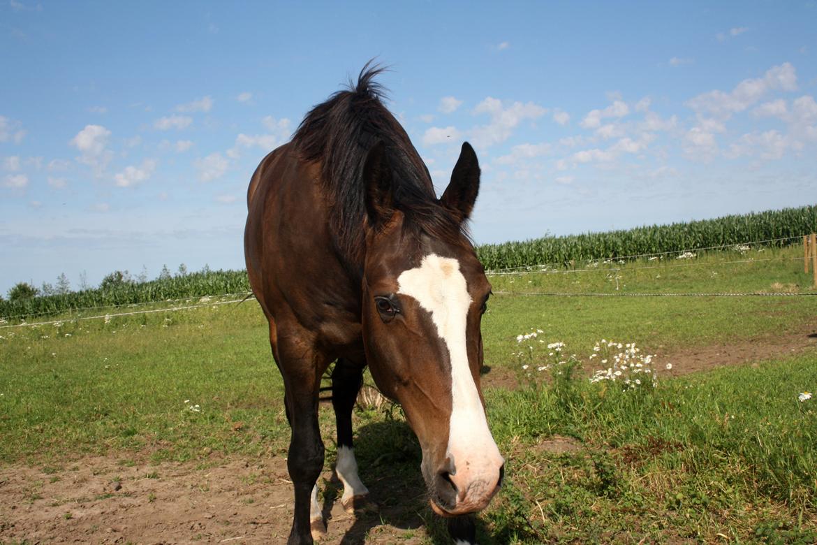 Oldenborg Lucas (SOLGT) billede 1