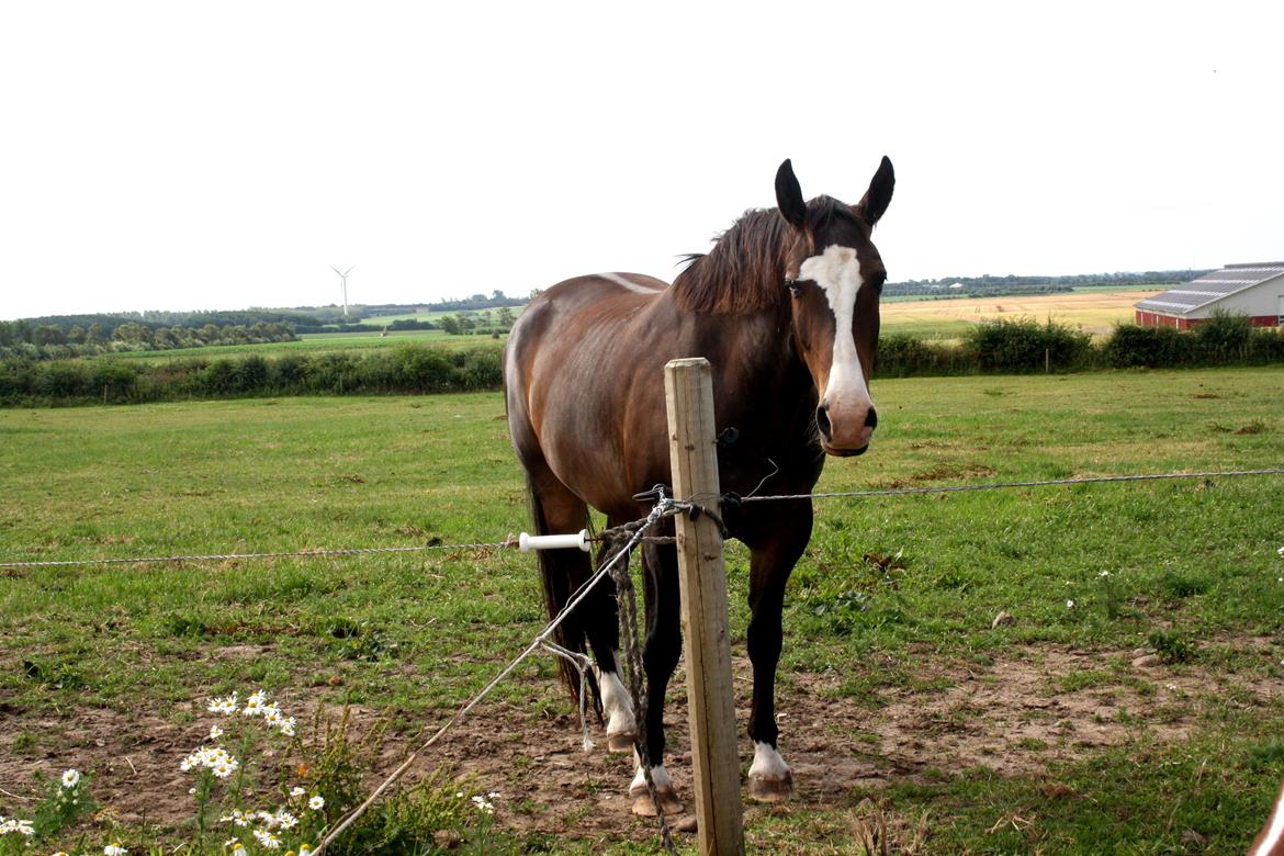 Oldenborg Lucas (SOLGT) billede 5