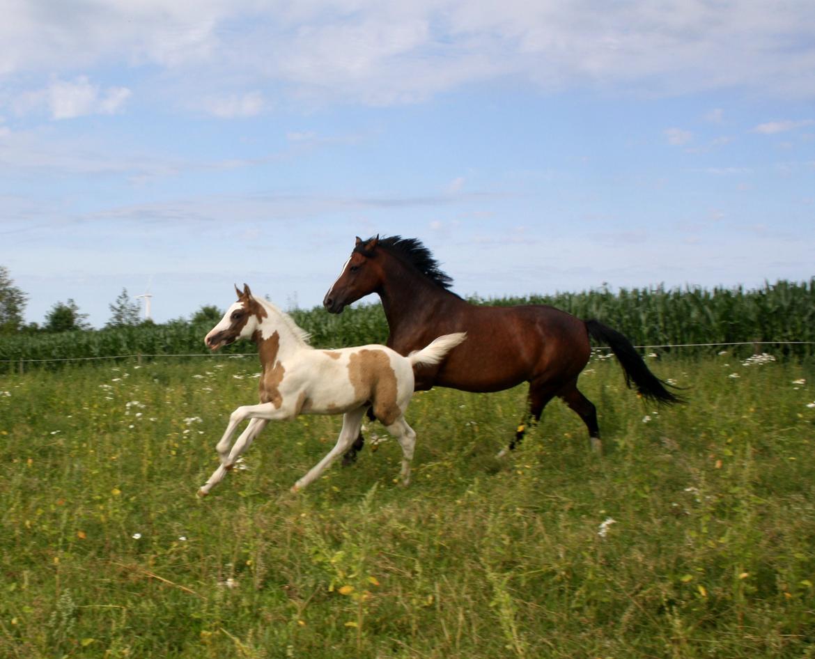 Tysk Sportspony Don Diego (SOLGT) billede 5