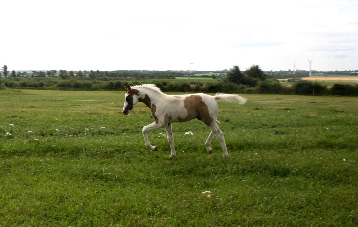 Tysk Sportspony Don Diego (SOLGT) billede 8