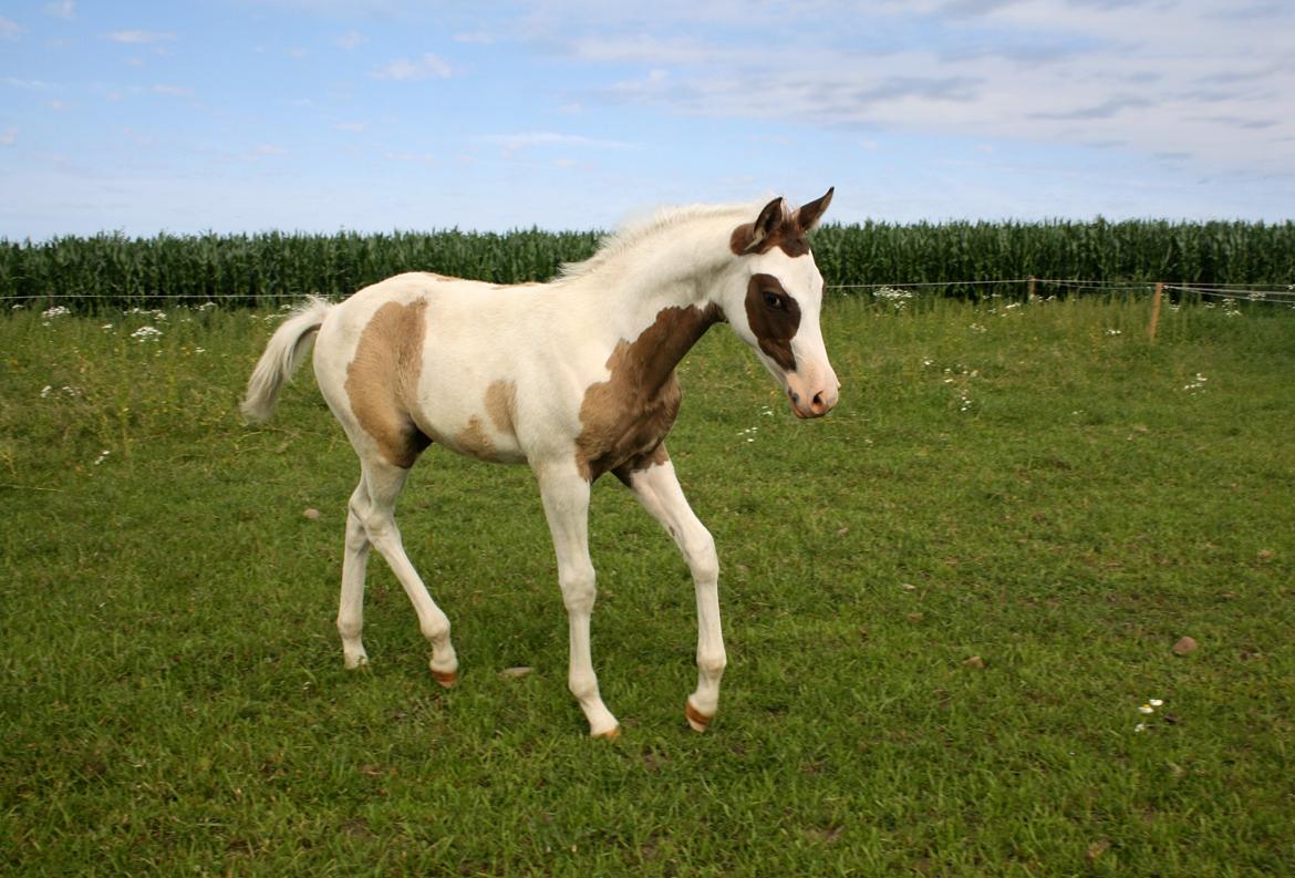 Tysk Sportspony Don Diego (SOLGT) billede 4