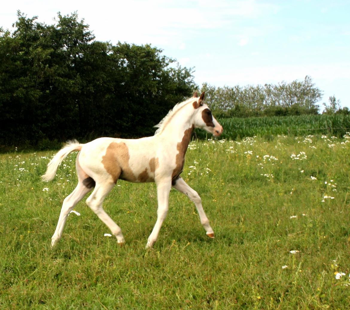 Tysk Sportspony Don Diego (SOLGT) billede 6